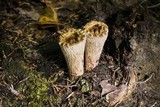 Gomphus kauffmanii image