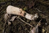 Gomphus kauffmanii image