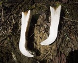 Gomphus kauffmanii image