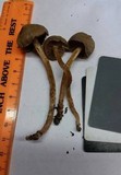 Kuehneromyces marginellus image