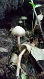 Kuehneromyces marginellus image