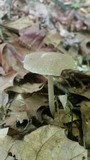 Psathyrella phegophila image