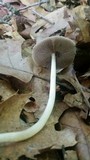 Psathyrella phegophila image