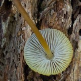 Mycena inclinata image
