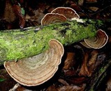 Hexagonia variegata image