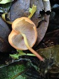 Marasmius cladophyllus image