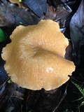 Marasmius cladophyllus image