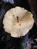 Marasmius cladophyllus image