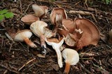 Clitocybe squamulosa image