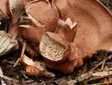 Clitocybe squamulosa var. montana image