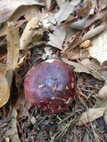 Russula vinacea image