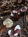 Russula vinacea image