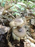 Megacollybia rodmani image
