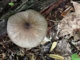Megacollybia rodmani image