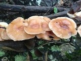 Lentinula boryana image