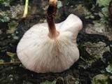Lentinula boryana image