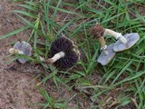 Stropharia coronilla image