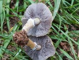 Stropharia coronilla image