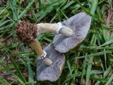 Stropharia coronilla image