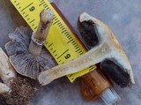 Stropharia coronilla image