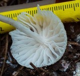 Hemimycena candida image