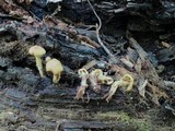 Kuehneromyces marginellus image