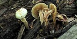 Kuehneromyces marginellus image