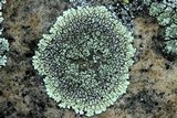 Dimelaena oreina image