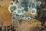 Dimelaena oreina image