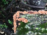 Lentinula boryana image