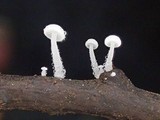 Hemimycena tortuosa image