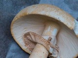 Amanita roseitincta image