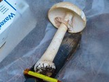 Amanita roseitincta image