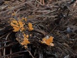Amanita roseitincta image
