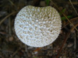 Lycoperdon marginatum image
