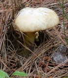 Amanita roseitincta image
