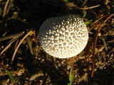 Lycoperdon marginatum image