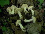 Calocybe gambosa image