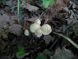Calocybe gambosa image
