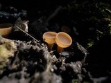 Sclerotinia sclerotiorum image