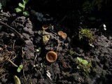 Sclerotinia sclerotiorum image
