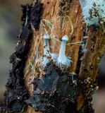 Mycena subcaerulea image