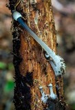 Mycena subcaerulea image