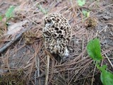 Morchella ulmaria image