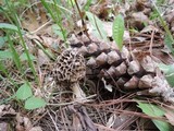 Morchella ulmaria image