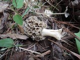 Morchella ulmaria image