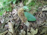 Morchella americana image
