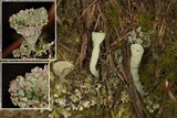 Cladonia chlorophaea image
