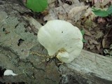 Pleurotus pulmonarius image