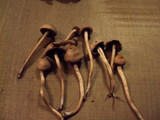 Panaeolus subbalteatus image
